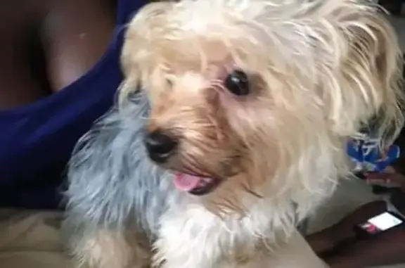 Lost Yorkie: Ryan on North 58th St