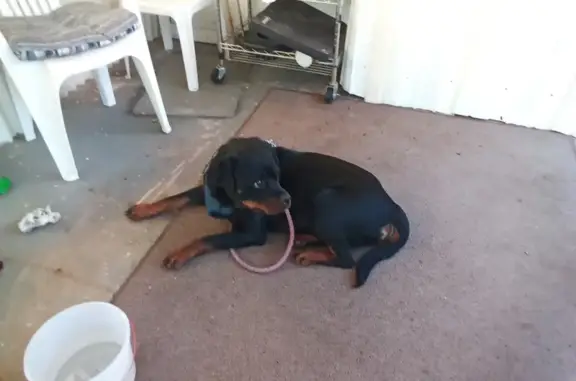 Found Rottweiler Mix Needs a Loving Home