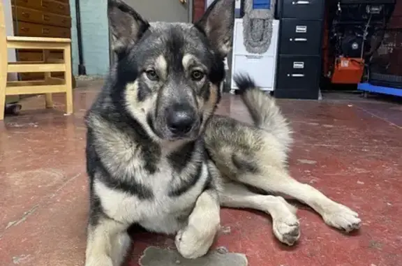 Found: Sweet German Shepherd/Husky Mix