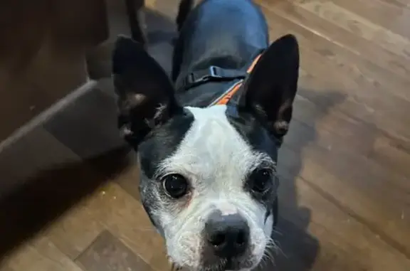 Lost Boston Terrier in East Troy, WI