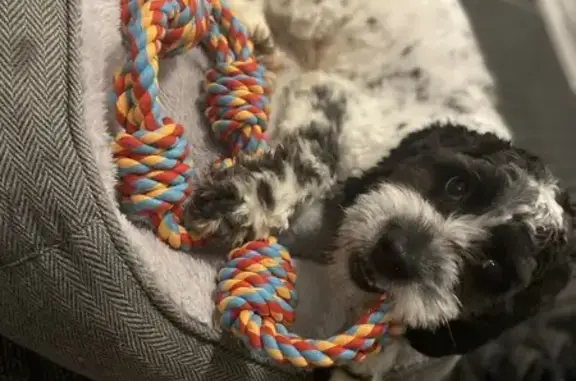 Missing Cockapoo: Oreo in Toronto
