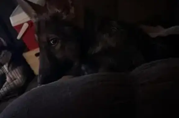 Lost Shy Shepherd Puppy - Olentangy Area