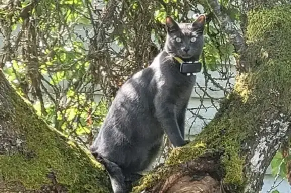 Lost Gray Cat on Upper Ridge Rd, Everett