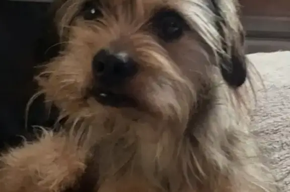 Missing: Brown & Black Yorkie Mix, Fort Smith