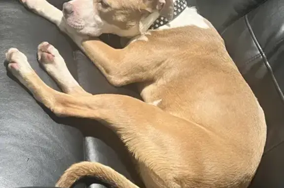 Sweet Young Pitbull Found in Beloit, WI