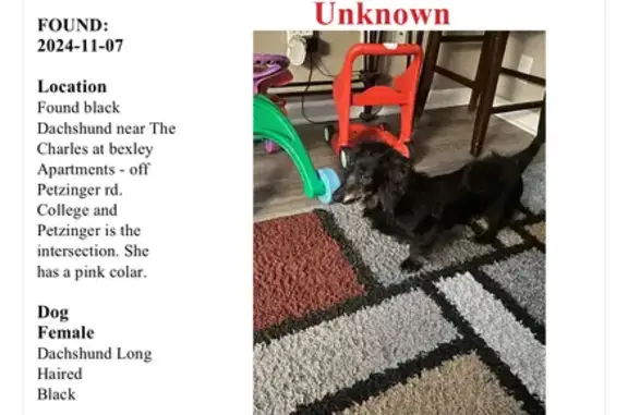 Found: Black Long-Haired Dachshund, Columbus