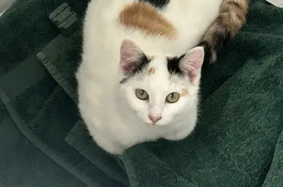 Sweet Calico Cat Found in Colu...