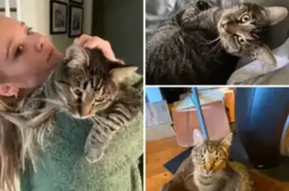 Lost Tabby: Friendly & Chipped in MB