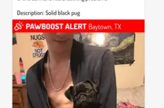 Help Bring Munchie Home: Black Pug Lost