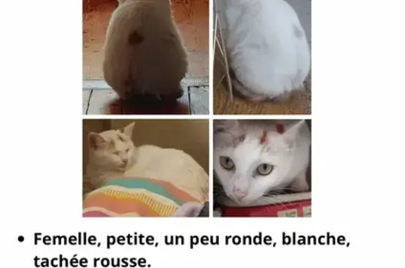 Animaux perdus Lille, photo: Chatte blanche perdue, Rue de Dieppe, Lille