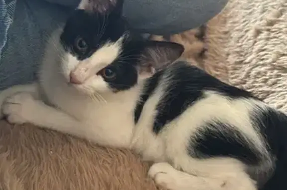 Animaux trouvés Grignols, photo: Chaton noir et blanc trouvé à Grignols
