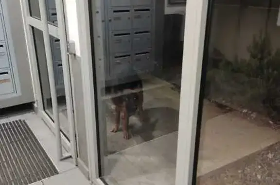 Chien trouvé Marseille Bompard, photo: Malinois trouvé sans collier à Marseille