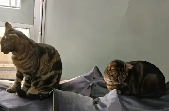 Animaux trouvés Noisy-le-Sec, photo: Chat tigré disparu à Noisy-le-Sec