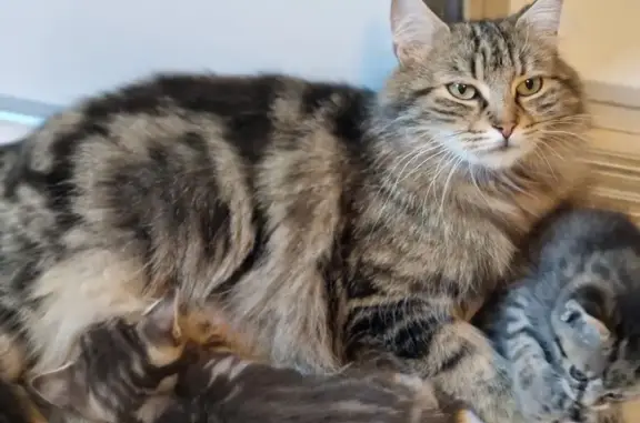 Chatte perdue, croisée Maine Coon, Rue de la Gare - photo