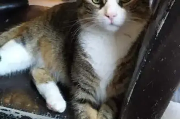 Chat perdu : Pixis, tigré et blanc, 7 ans - photo