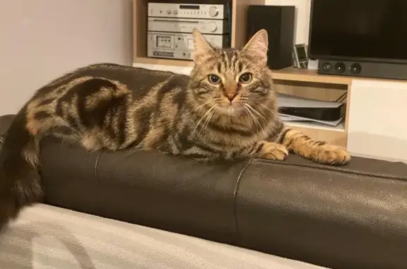 Chat tigré disparu à Pontcharra - photo
