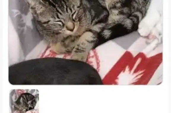 Chat perdu, Estissac, photo: Chaton tigré 6 mois perdu à Estissac