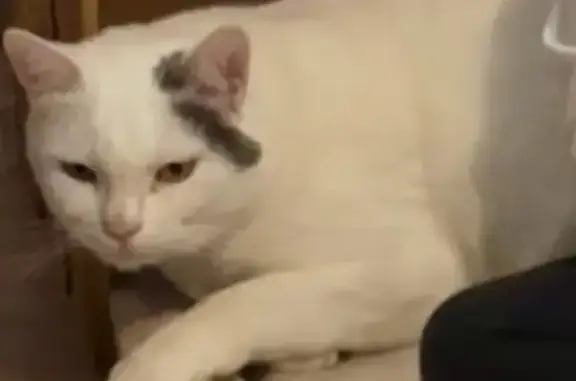 Chat mâle blanc/gris disparu à Poussay - photo