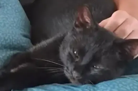 Chat perdu, Guise, photo: Chat noir 5 ans perdu à Guise