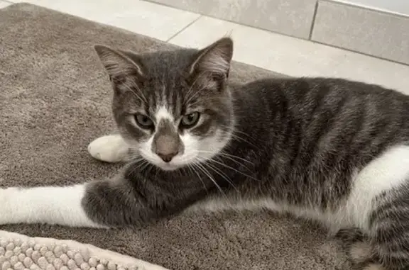 Chat trouvé, sociable, 1 an, Monflanquin - photo