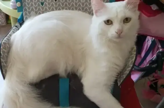 Animaux perdus Béthune, photo: Chat angora blanc perdu à Béthune