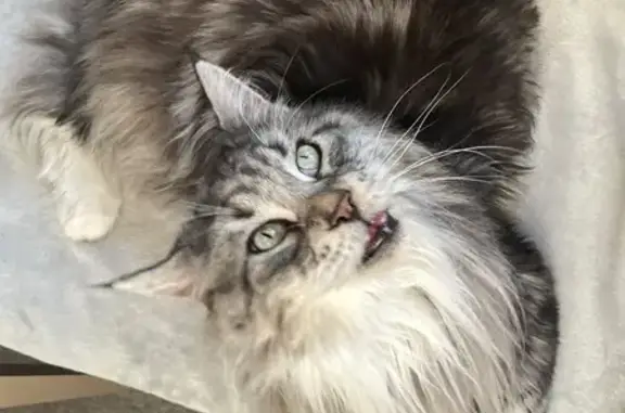 Animaux perdus Peyrins, photo: Chat Maine Coon perdu, urgent soins, Peyrins