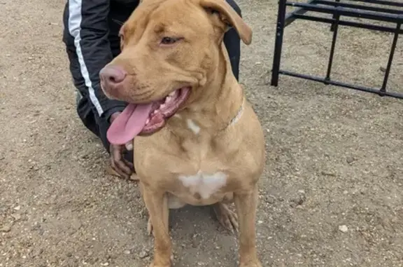 Chien trouvé Follainville-Dennemont, photo: Jeune pitbull femelle trouvée à Follainville
