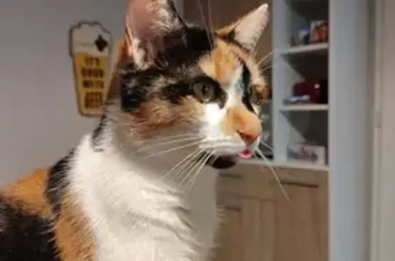 Animaux perdus , photo: Chatte Ruby perdue à Val de Briey