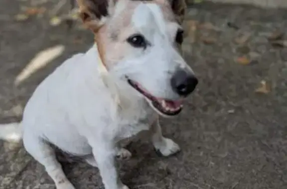 Jack Russel mâle perdu à Saint-Julien - photo