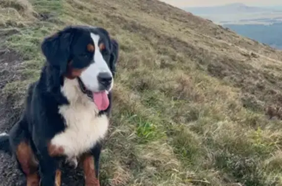 Chien perdu , photo : Bouvier Bernois perdu à Céaux-d'Allègre