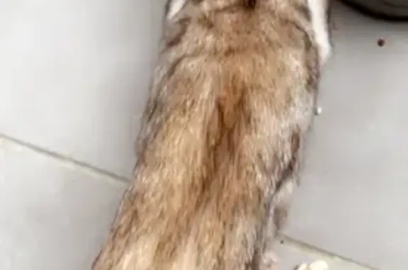 Animaux perdus Toulouse, photo: Chat disparu: Ace recherché, récompense