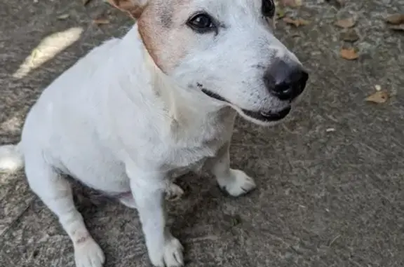 Jack Russel 14 ans perdu à St-Julien-de-C. - photo