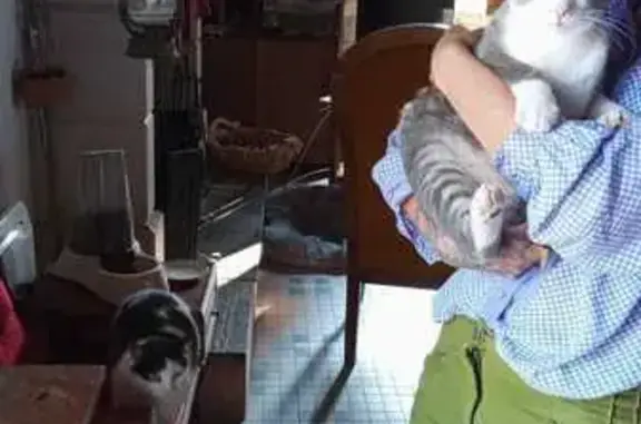 Animaux perdus , photo: Chat gris tigré Gandalf perdu à Douville