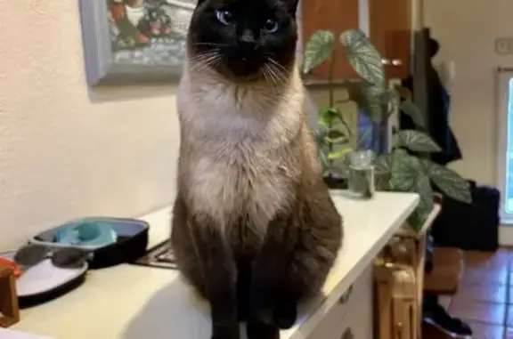 Lost Siamese Cat: Pai Mei in Reno