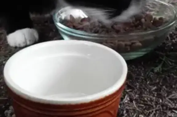 Chat noir et blanc trouvé à Peaugres - photo