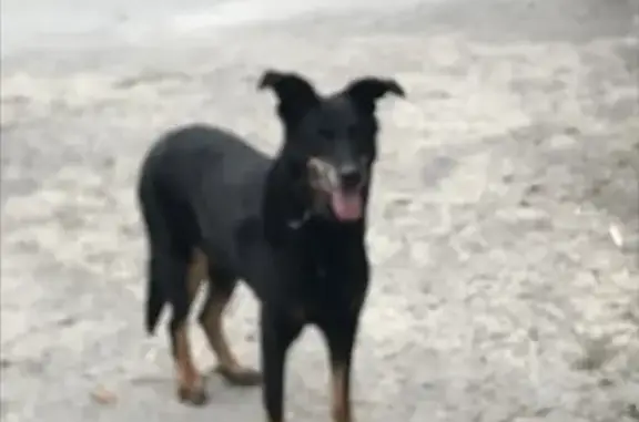Chien noir et marron trouvé à La Roche-Bernard - photo