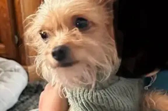 Lost: Chloe, Female Yorkie in Richmond