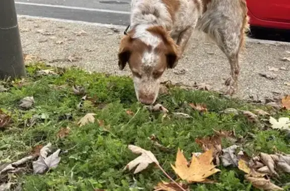 Chien marron et blanc trouvé à Condat - photo