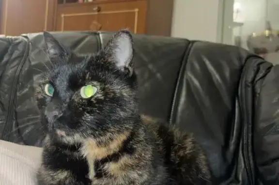 Chatte écailles trouvée à Luitré-Dompierre - photo