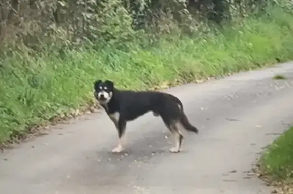 Chien errant à Neuvy-Deux-Clochers - photo