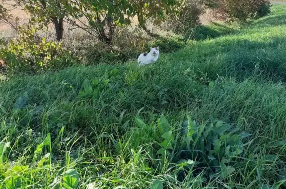 Jeune chat blanc et gris trouvé à Puilboreau - photo
