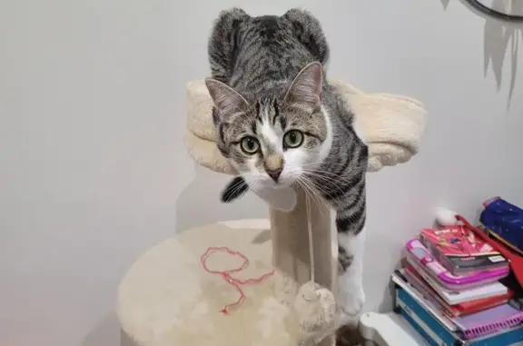 Animaux perdus Athis-Mons, photo: Chat européen perdu à Athis-Mons