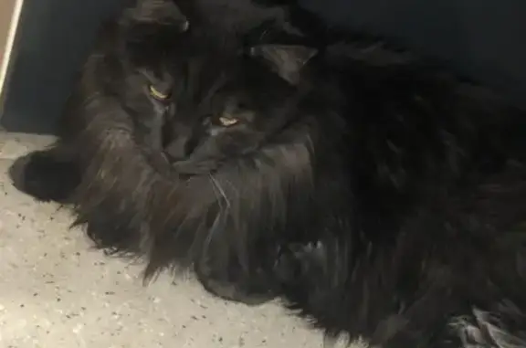 Chat perdu, Villeneuve-sur-Yonne, photo: Chat noir disparu à Villeneuve-sur-Yonne
