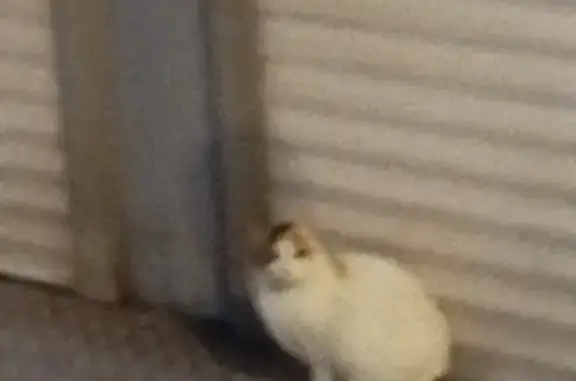 Chat trouvé Lille, photo: Chat trouvé à Lomme, blanc tacheté