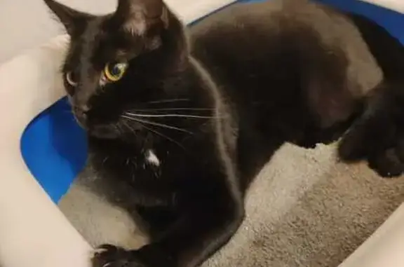 Animaux trouvés Eaubonne, photo: Chat trouvé avec queue tordue à Eaubonne