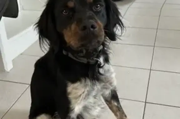 Chien perdu à Angers : Épagneul Breton - photo