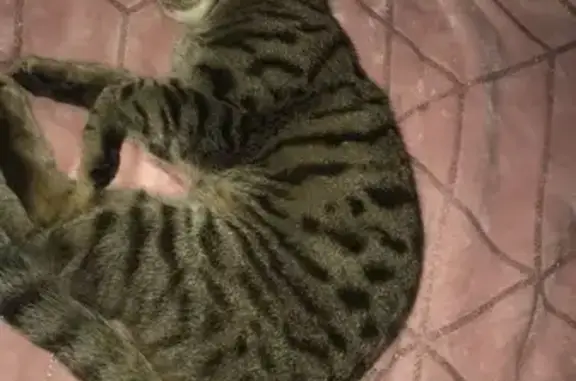 Animaux perdus , photo: Chat perdu : Olaf, 6 ans, Cornebarrieu