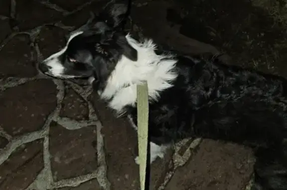 Chien trouvé Nouvelle-Aquitaine, photo: Chien trouvé près de Biscarrosse sans collier