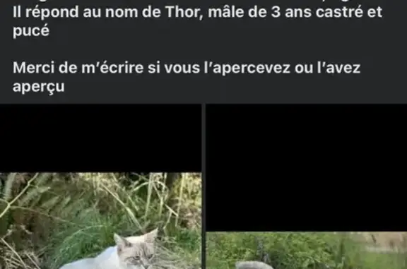 Animaux perdus , photo: Chat perdu, Route de Bargues, Lucbardez