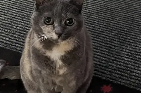 Chat perdu, Brest, photo: Chatte Européenne grise/jaune perdue à Brest